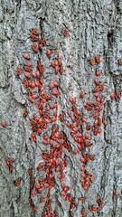 Colorful Insects Crawling On Tree Bark Macro Photography Nature
