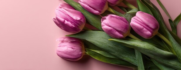 Obraz premium The tulips arranged on a soft pink background with green leaves and gentle light