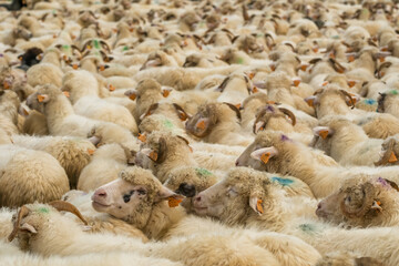 A large herd of sheep in a pen during the traditional Redyk day celebration in Southern Poland.