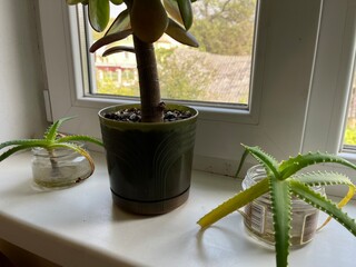 plant in a window
