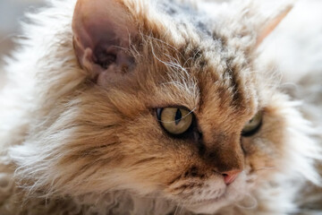 Close-up of a Selkirk Rex cat's head looking to the side
