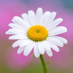 Fototapeta premium Close-up of a white daisy (1)