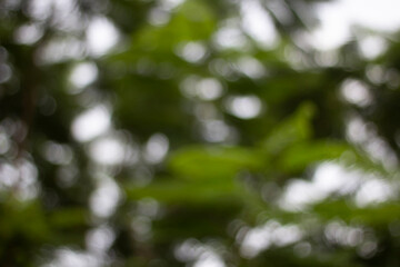 Abstract bokeh of green leaves and white highlights