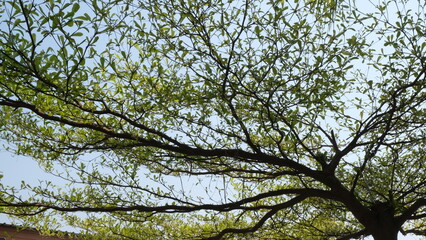 A large tree with its branches spreading out in full shape.