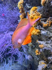 Pesce arancione tra i coralli © Lorenzo