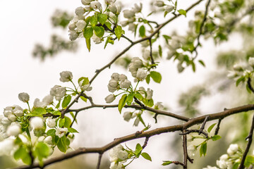 White blossoming apple trees with rain drops