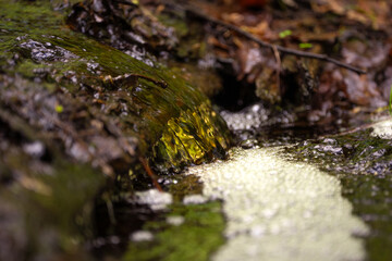a miniature foamy waterfall of a forest stream flows over rocks among greenery and moss