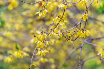 Forsythia with rain drops. Blooming forsythia bush. Yellow flower on a branch of forsythia.