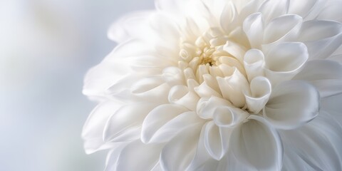 The Elegant White Flower Blossoming in Soft Natural Light