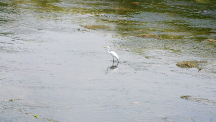 One white bird searching the fish foor on the shallow river in the oountryside of the China