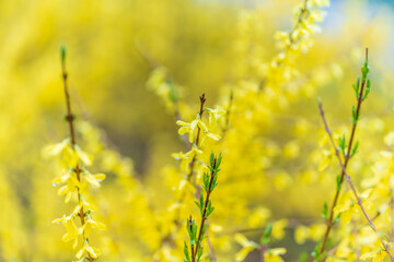 Forsythia with rain drops. Blooming forsythia bush. Yellow flower on a branch of forsythia.