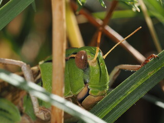 Locusta migratoria es una langosta que puede vivir solitaria o en enjambres, capaz de devastar cultivos al alimentarse masivamente de vegetación.