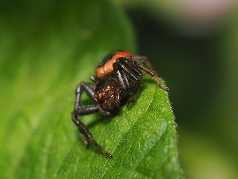 Synema globosum es una ara&ntilde;a cangrejo de cuerpo redondeado y colores vivos, que se camufla en flores para atrapar insectos polinizadores.