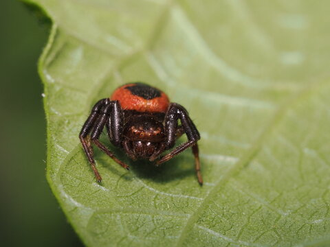 Synema globosum es una ara&ntilde;a cangrejo de cuerpo redondeado y colores vivos, que se camufla en flores para atrapar insectos polinizadores.