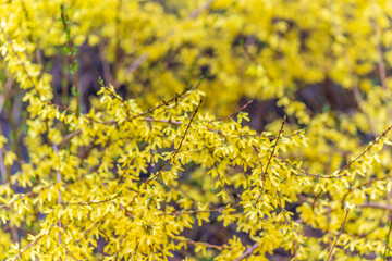 Forsythia with rain drops. Blooming forsythia bush. Yellow flower on a branch of forsythia.