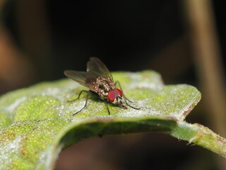 Musca domestica es la mosca doméstica común, que se alimenta de materia orgánica y puede...