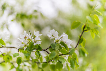 White blossoming apple trees with rain drops