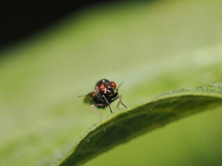 Musca domestica es la mosca doméstica común, que se alimenta de materia orgánica y puede transmitir enfermedades a humanos y animales