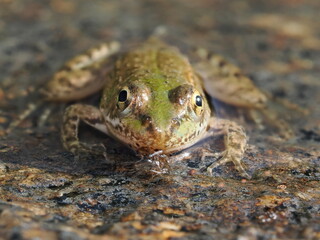 Pelophylax perezi es una rana europea de color verde con manchas oscuras, que habita ríos, charcas y humedales, alimentándose de insectos y pequeños invertebrados.