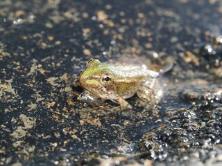 Pelophylax perezi es una rana europea de color verde con manchas oscuras, que habita ríos, charcas y humedales, alimentándose de insectos y pequeños invertebrados.