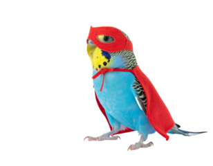 Blue Budgie Parrot in Red Superhero Costume on Transparent Background