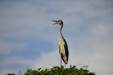 Grey Heron perched atop lush green foliage against a bright blue sky. Its long, pointed beak is open, revealing a yellow catch, likely a fish, showcasing this wading bird's predatory nature.
