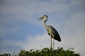 Grey Heron perched atop lush green foliage against a bright blue sky. Its long, pointed beak is open, revealing a yellow catch, likely a fish, showcasing this wading bird's predatory nature.