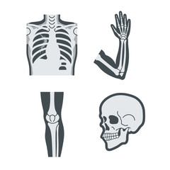 X-ray images of human skeletal system parts.