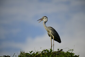 Grey Heron perched atop lush green foliage against a bright blue sky. Its long, pointed beak is open, revealing a yellow catch, likely a fish, showcasing this wading bird's predatory nature.