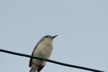 A low-angle view of a small prinia bird perching on a wire and looking up at the sky. A minimalist background.