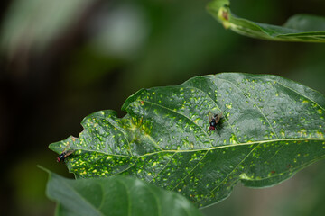 Two flies on a diseased leaf, showing the role of insects in an ecosystem or as vectors of disease.