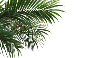 palm tree isolated on white