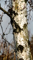 Close-up birch tree trunk