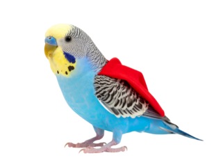 Blue and Yellow Budgie in Red Superhero Cape