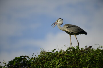 Grey Heron perched atop lush green foliage against a bright blue sky. Its long, pointed beak is open, revealing a yellow catch, likely a fish, showcasing this wading bird's predatory nature.