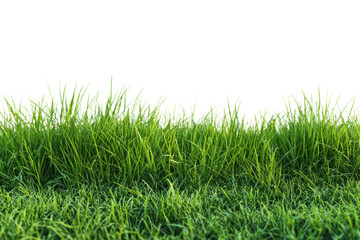 Fototapeta premium green grass isolated on white background