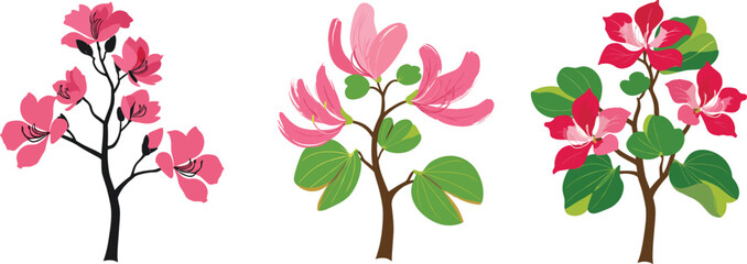Beautiful blooming pink bauhinia trees illustration, tropical ornamental flowers, vibrant spring blossoms, exotic floral design, decorative botanical vector artwork