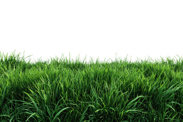Fototapeta premium green grass isolated on white background