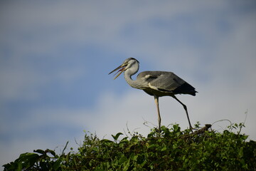 Grey Heron perched atop lush green foliage against a bright blue sky. Its long, pointed beak is open, revealing a yellow catch, likely a fish, showcasing this wading bird's predatory nature.