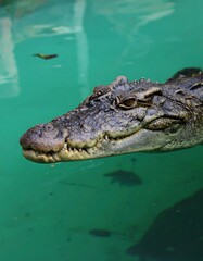 Fototapeta premium Croc's head emerging from turquoise water