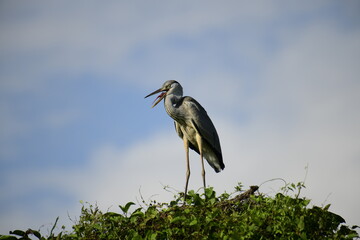 Grey Heron perched atop lush green foliage against a bright blue sky. Its long, pointed beak is open, revealing a yellow catch, likely a fish, showcasing this wading bird's predatory nature.
