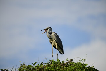Grey Heron perched atop lush green foliage against a bright blue sky. Its long, pointed beak is open, revealing a yellow catch, likely a fish, showcasing this wading bird's predatory nature.