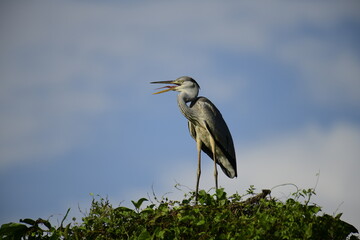 Grey Heron perched atop lush green foliage against a bright blue sky. Its long, pointed beak is open, revealing a yellow catch, likely a fish, showcasing this wading bird's predatory nature.