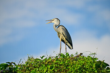 Grey Heron perched atop lush green foliage against a bright blue sky. Its long, pointed beak is open, revealing a yellow catch, likely a fish, showcasing this wading bird's predatory nature.