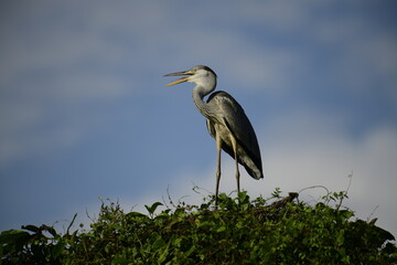 Grey Heron perched atop lush green foliage against a bright blue sky. Its long, pointed beak is open, revealing a yellow catch, likely a fish, showcasing this wading bird's predatory nature.