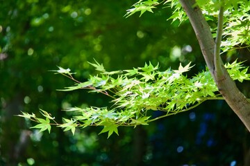 青々した綺麗なもみじ