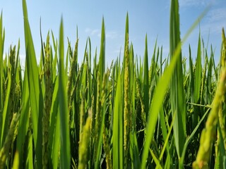 Morning Sun on a Lush Rice Field