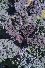 Jarmuż czerwony, jarmuż fioletowy, dorodne liście © Ewa