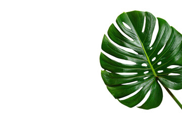 green leaf isolated on white