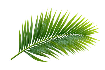 Obraz premium palm tree isolated on white background